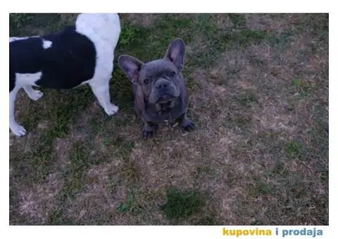 Stenci francuskog BULDOGA stari 5 meseci - 5/6