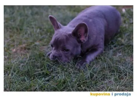 Stenci francuskog BULDOGA stari 5 meseci - 6/6