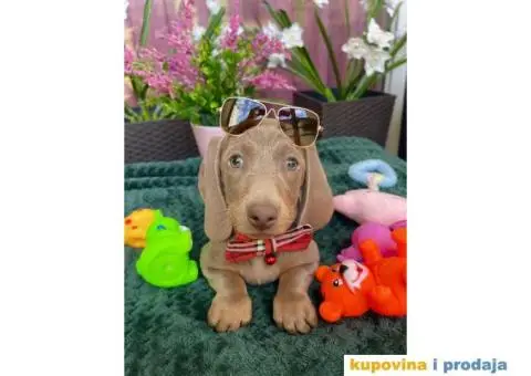 Patuljasti Jazavičar egzotične boje - 1/10