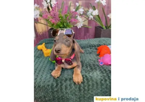 Patuljasti Jazavičar egzotične boje - 2/10