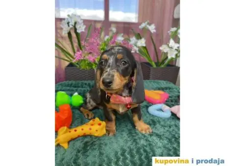 Patuljasti Jazavičar egzotične boje - 3/10