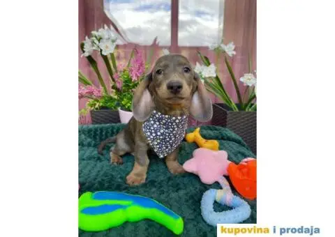 Patuljasti Jazavičar egzotične boje - 4/10