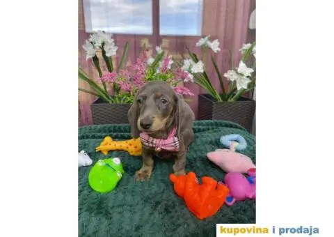 Patuljasti Jazavičar egzotične boje - 5/10