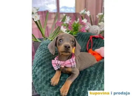 Patuljasti Jazavičar egzotične boje - 6/10