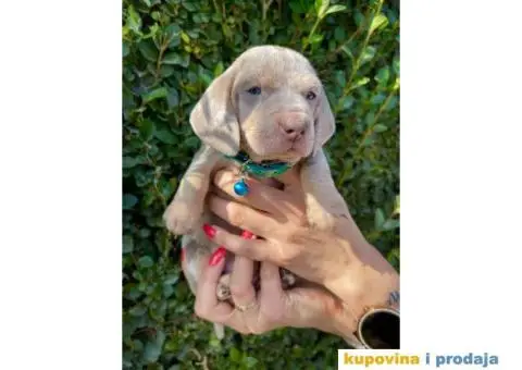 Patuljasti Jazavičar egzotične boje - 7/10