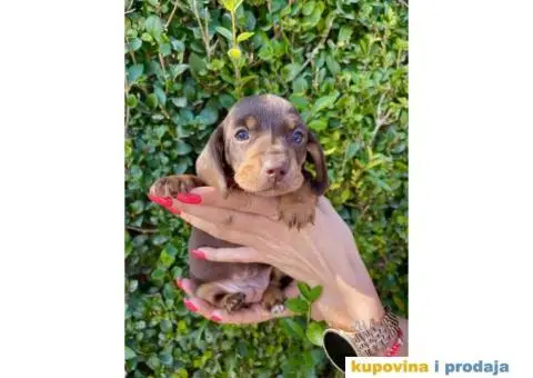 Patuljasti Jazavičar egzotične boje - 8/10