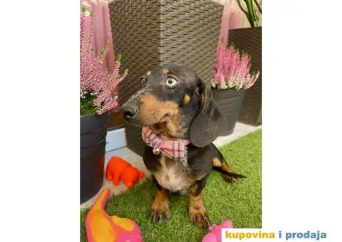 Patuljasti Jazavičar egzotične boje - 9/10