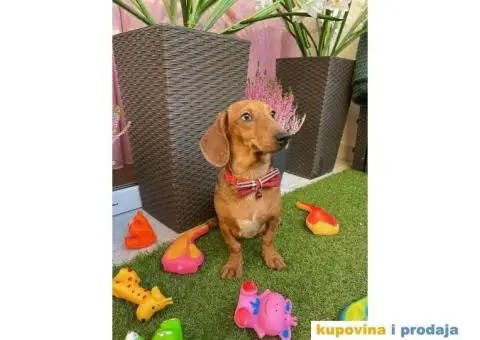 Patuljasti Jazavičar egzotične boje - 10/10