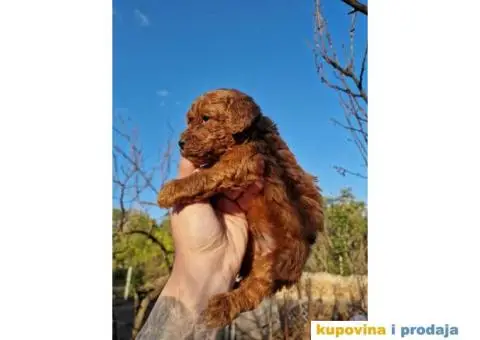 Stenci vrhunskih ToY pudlica samo u pom hash starsu - 1/5