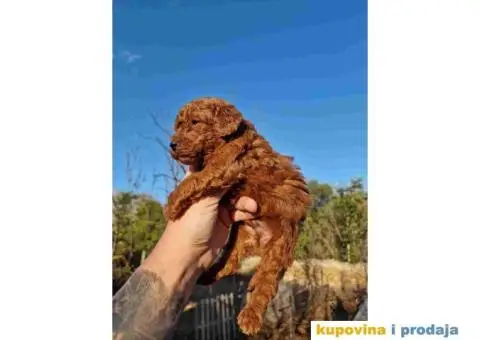 Stenci vrhunskih ToY pudlica samo u pom hash starsu - 2/5