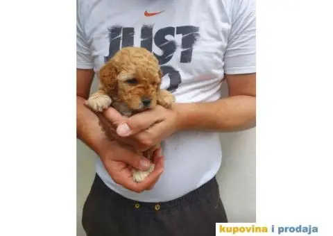 Stenci vrhunskih ToY pudlica samo u pom hash starsu - 3/5