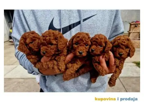 Stenci vrhunskih ToY pudlica samo u pom hash starsu - 4/5