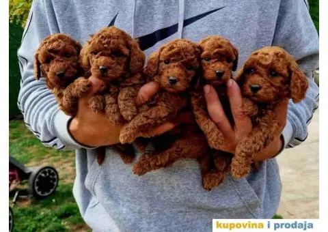 Stenci vrhunskih ToY pudlica samo u pom hash starsu - 5/5