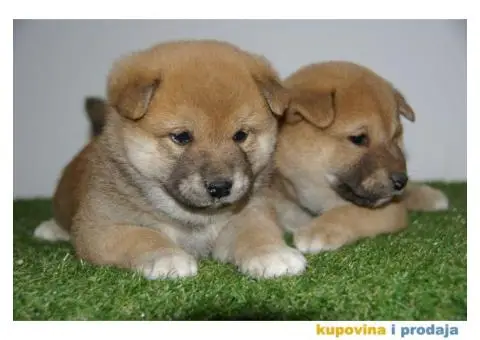 Shiba inu stenci - 1/6