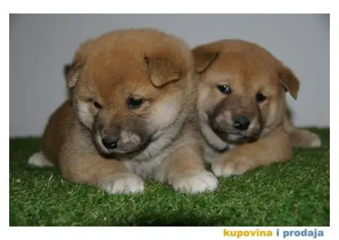 Shiba inu stenci - 2/6