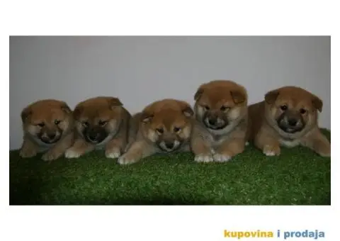 Shiba inu stenci - 3/6