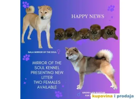 Shiba inu stenci - 5/6