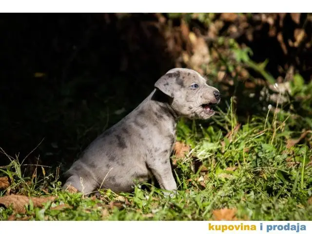 Američki pit bull terijer štenci - 1