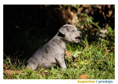 Američki pit bull terijer štenci - 1/11