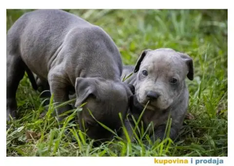 Američki pit bull terijer štenci - 2/11