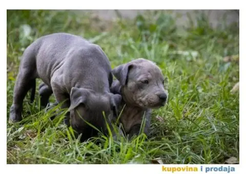 Američki pit bull terijer štenci - 3/11