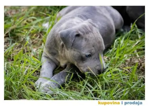 Američki pit bull terijer štenci - 4/11