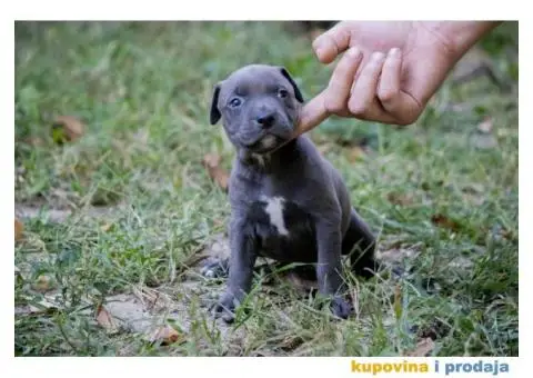Američki pit bull terijer štenci - 5/11