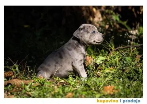 Američki pit bull terijer štenci - 6/11