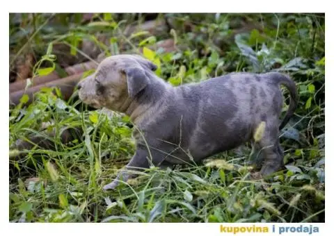 Američki pit bull terijer štenci - 7/11
