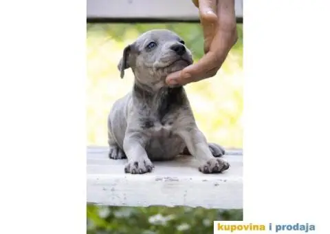 Američki pit bull terijer štenci - 8/11