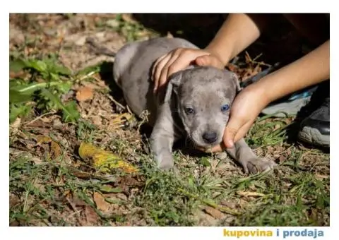 Američki pit bull terijer štenci - 9/11