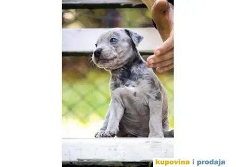 Američki pit bull terijer štenci - 10/11