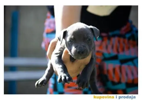 Američki pit bull terijer štenci - 11/11