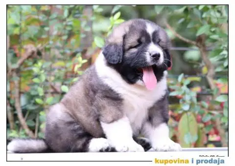 Kavkavski ovčar štenci - 1/9