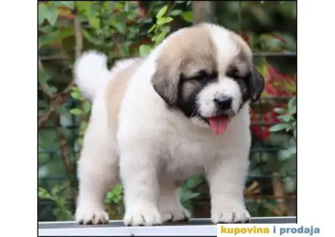 Kavkavski ovčar štenci - 2/9