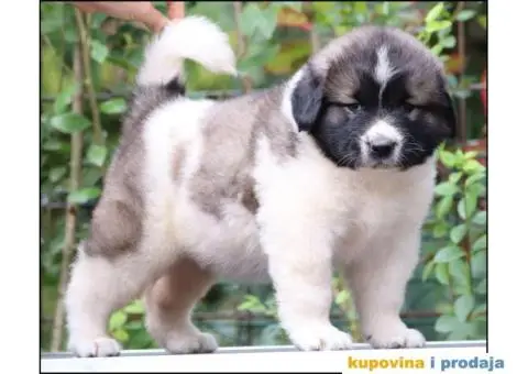 Kavkavski ovčar štenci - 3/9
