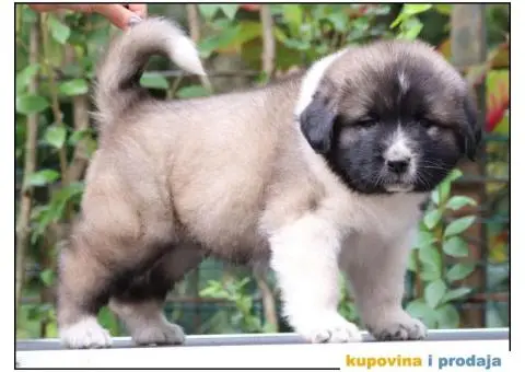 Kavkavski ovčar štenci - 4/9