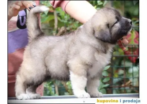 Kavkavski ovčar štenci - 5/9