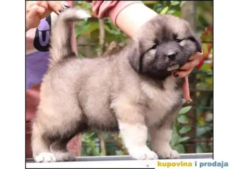 Kavkavski ovčar štenci - 6/9