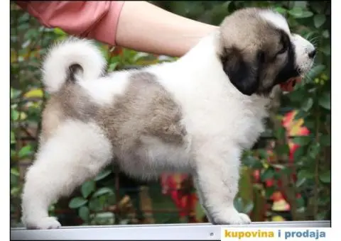 Kavkavski ovčar štenci - 7/9