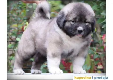 Kavkavski ovčar štenci - 8/9