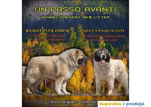 Kavkavski ovčar štenci - 9/9