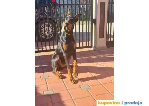 Doberman zenka od vrhunskih roditelj,stara 6 mesec - 1/3