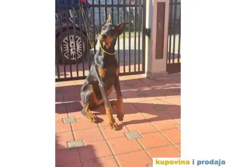 Doberman zenka od vrhunskih roditelj,stara 6 mesec - 2/3