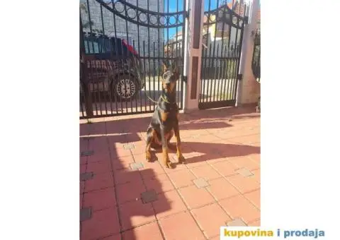 Doberman zenka od vrhunskih roditelj,stara 6 mesec - 3/3