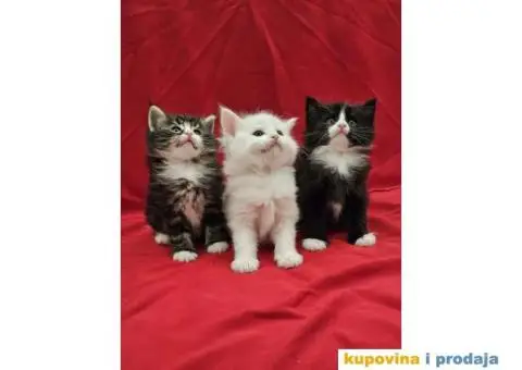 NORVEŠKI ŠUMSKI mačići vrhunskog porekla - 1/6