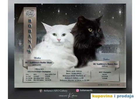 NORVEŠKI ŠUMSKI mačići vrhunskog porekla - 2/6