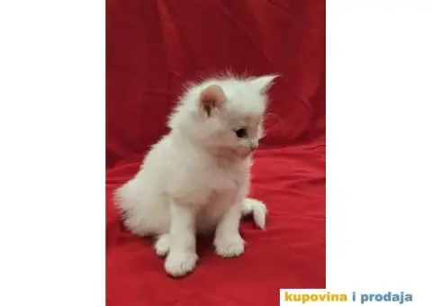 NORVEŠKI ŠUMSKI mačići vrhunskog porekla - 3/6