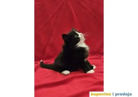 NORVEŠKI ŠUMSKI mačići vrhunskog porekla - 4/6