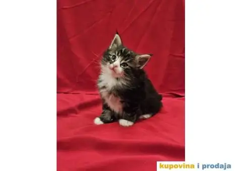 NORVEŠKI ŠUMSKI mačići vrhunskog porekla - 5/6